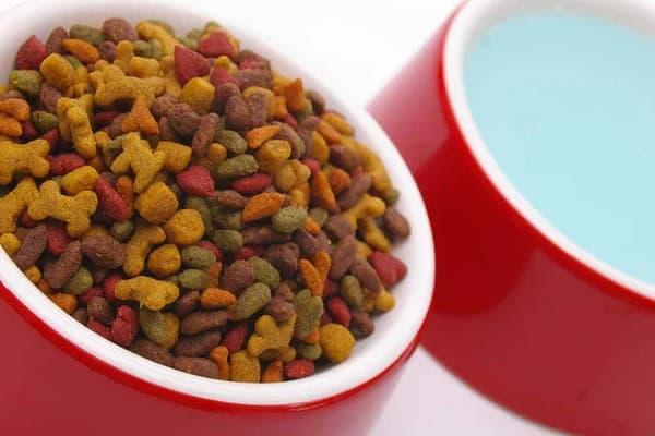 قیمت غذای بچه گربه عقیم شده + خرید باور نکردنی